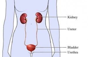 Urinary-Incontinence-300x195